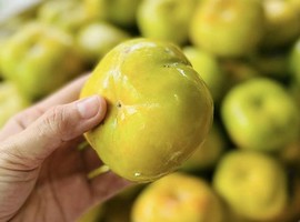 Low prices make Thai persimmons popular in Vietnam - Vimarsana News