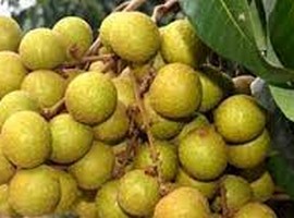 First batch of fruit sent to Hong Kong under new export program - Vimarsana News