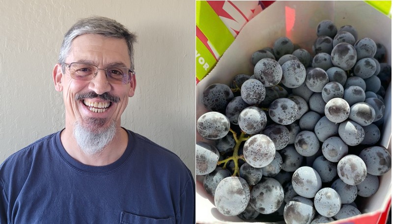 More organic California table grapes coming on - Vimarsana News