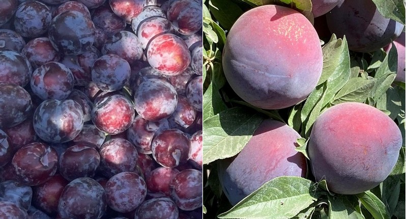 Slimmer supply of California stone fruit - Vimarsana News