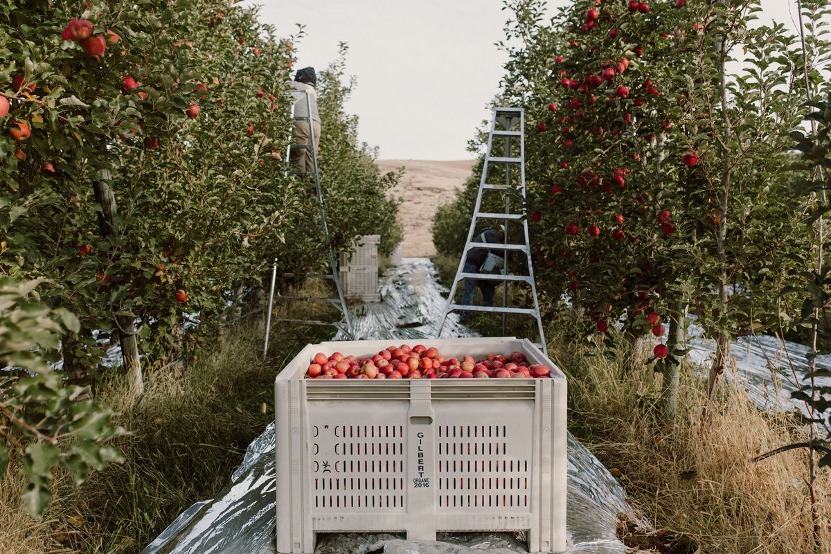 Washington Expects Record 2023 Organic Apple Crop