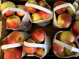 Apple prices likely to soar due to rains in Himachal Pradesh - Vimarsana News