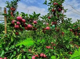 High density apples will rejuvenate Kashmir fruit industry - Vimarsana News