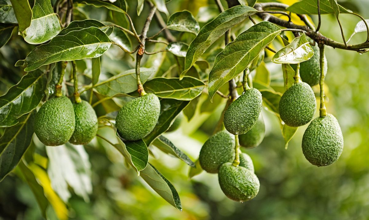 Tight supply of larger size avocados - Vimarsana News