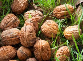 USDA amends the Federal Marketing Order for California walnuts - Vimarsana News