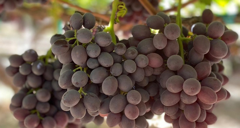 Peak grape supplies for California - Vimarsana News