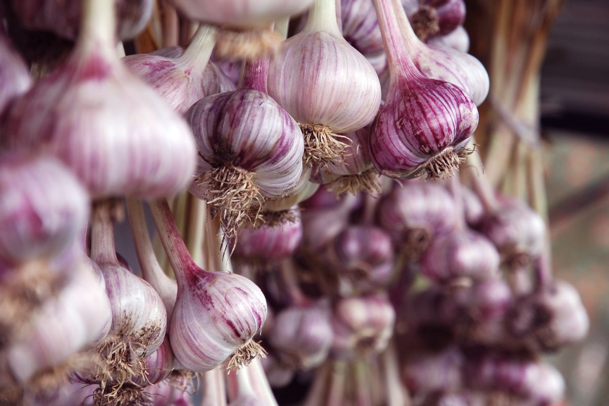 Garlic from Spain available in Canada year-round - Vimarsana News