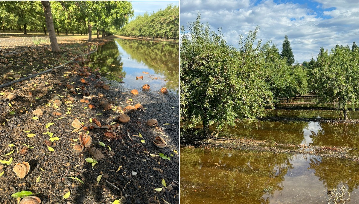 California sees delayed harvests and more following Tropical Storm Hilary - Vimarsana News