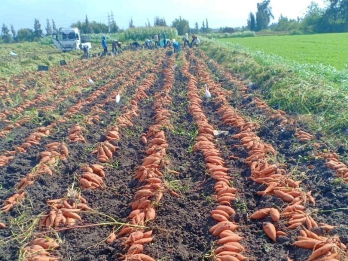"Climate and production costs reduced volumes by 20%" - Vimarsana News