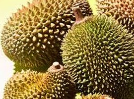 Thailand reacts quickly to rejected, worm-infested durians - Vimarsana News
