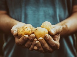 Search for the super potato goes on - Vimarsana News