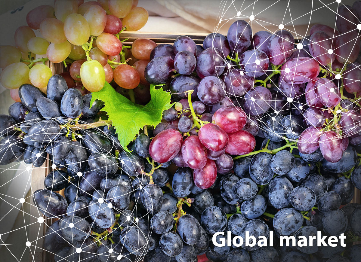 GLOBAL MARKET OVERVIEW GRAPES - Vimarsana News