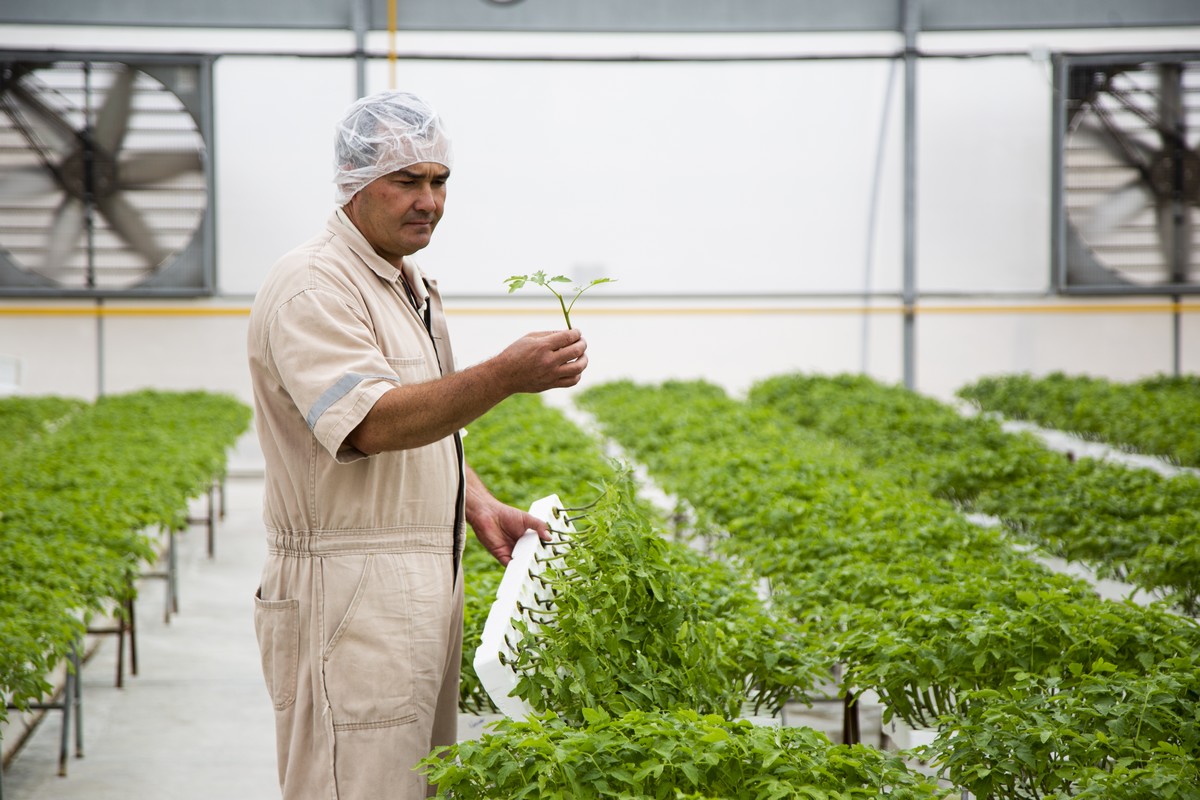 Demand for greenhouse tomatoes picking up ahead of Labor Day - Vimarsana News