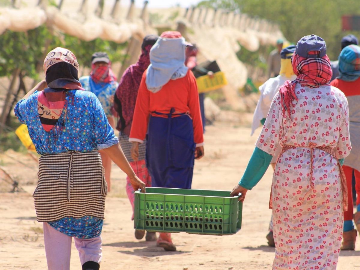 20% drop in Moroccan grape volumes - Vimarsana News