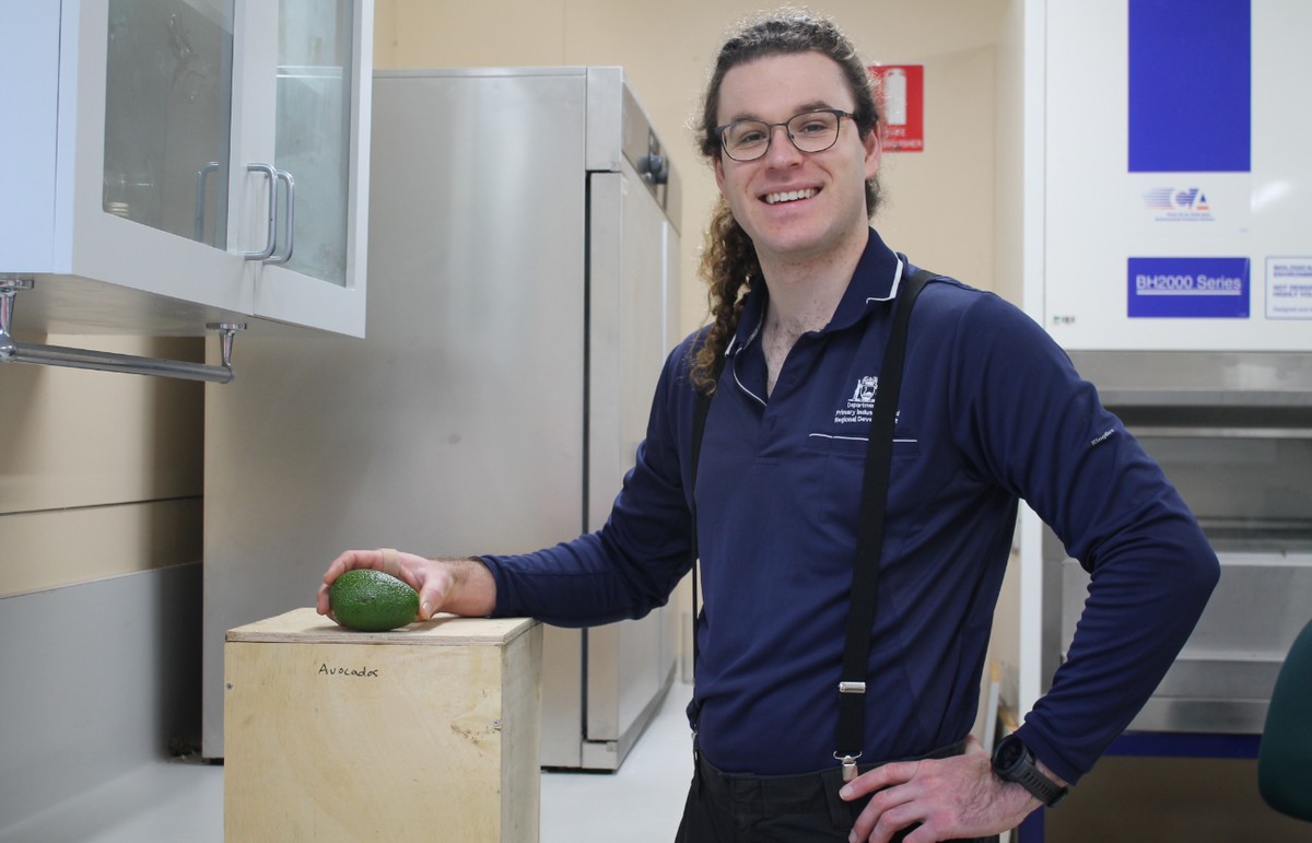 Calcium research looks at improving robustness of avocados as they move through the supply chain - Vimarsana News