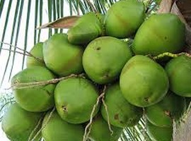 Vietnam's coconut exports forecast to achieve the USD 1 billion target by 2025 - Vimarsana News