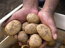 Four new climate-resistant potato varieties created in Nigeria - Vimarsana News