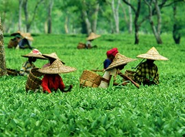 'Direct export of fruits from Assam to Singapore successful' - Vimarsana News