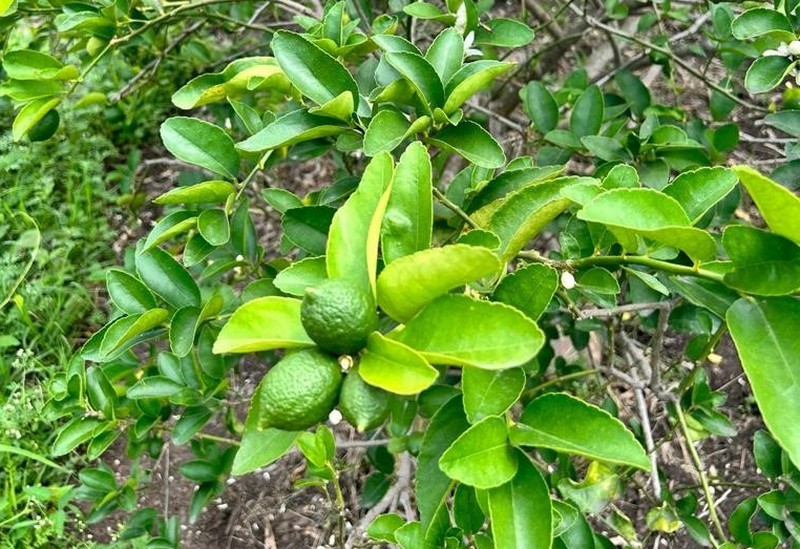 Pricing picking up on limes - Vimarsana News