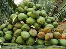 FAO and UNIDO want more investments in Nigerian coconut value chain - Vimarsana News