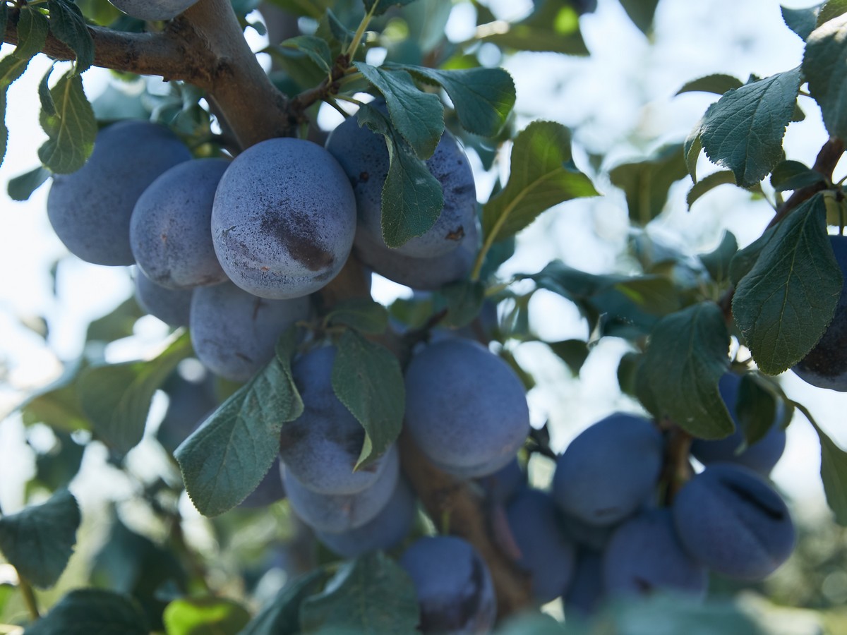 Strong start to Moldova's 2023 plum harvest - Vimarsana News