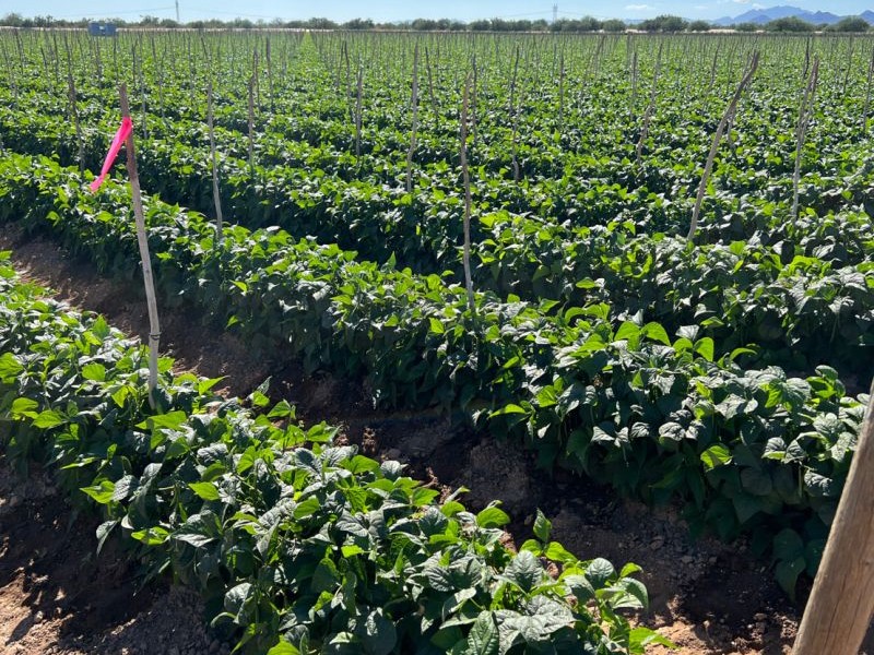 Mexican table grape producer switches to vegetable production - Vimarsana News