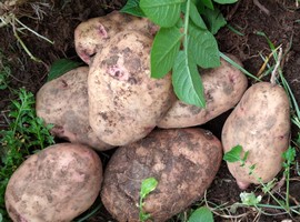 Kwale growers urged to embrace potato farming - Vimarsana News