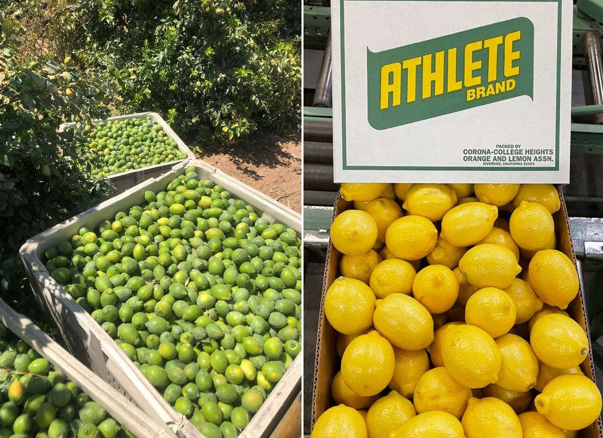 Finally, a potentially more upbeat California lemon season after many unfavorable years - Vimarsana News