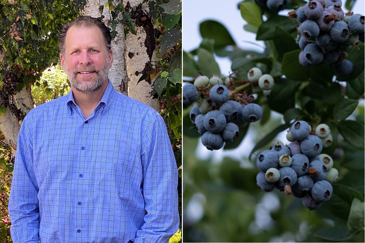 Late summer sees lower supplies of both blueberries and blackberries - Vimarsana News