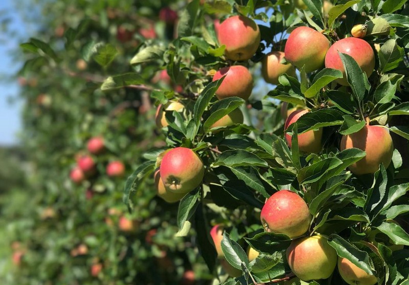 Smaller apple crop for New York this season - Vimarsana News