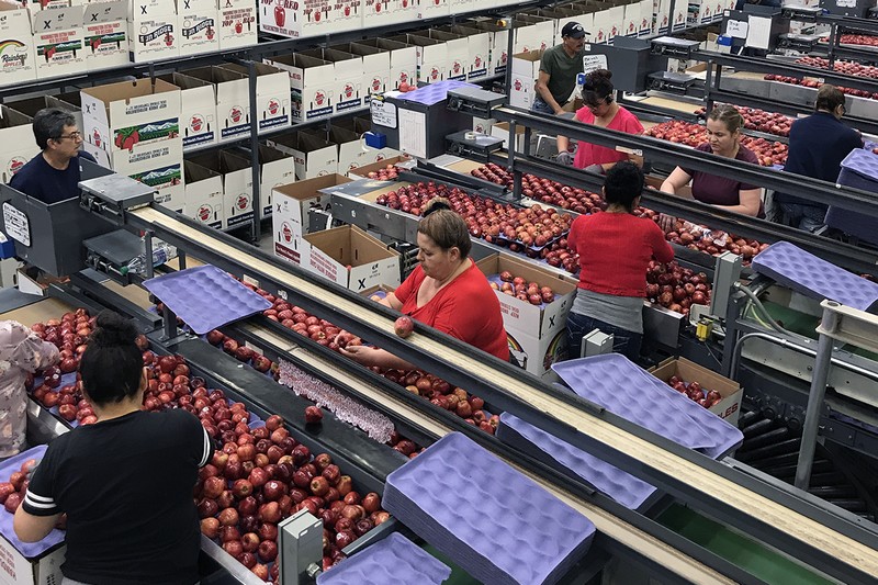 Will apple export volumes grow again this season? - Vimarsana News