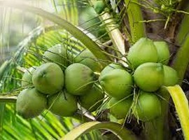 'Coconut output is falling in the Philippines' - Vimarsana News