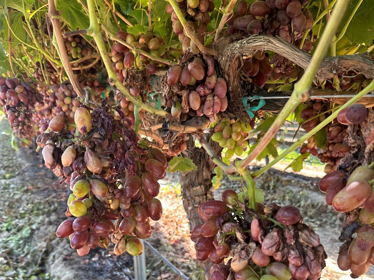 "I believe about half of California's table grape harvest is lost" - Vimarsana News