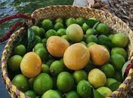 Oman Ministry initiates mango farming through ambitious project - Vimarsana News