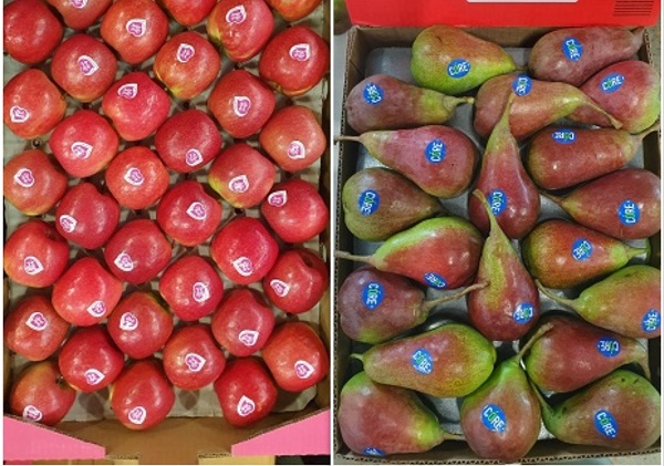 Some positives for SA apples and pears amid a difficult growing season - Vimarsana News