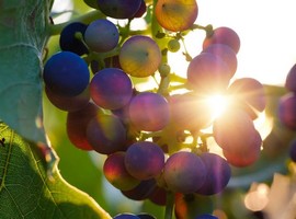 Grape disease affects production in Rawanduz district - Vimarsana News