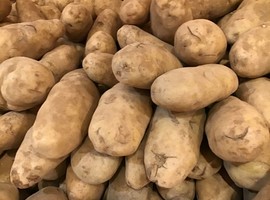 Five-year National Potato Strategy launched in Nigeria - Vimarsana News