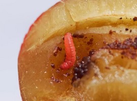 Bay Area cannot cope with smuggled-in exotic fruit containing pests - Vimarsana News