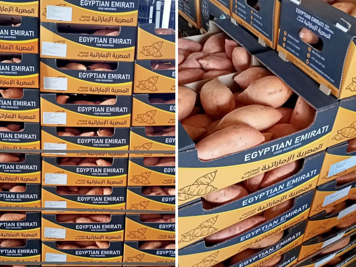 "No sweet potato shortage this year" - Vimarsana News