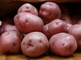 Minnesota fresh potatoes: good yield and quality - Vimarsana News