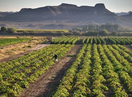 Agriculture is the fastest-growing sector of the South African economy for Q2 2023 - Vimarsana News