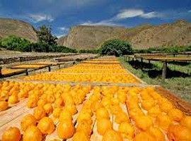 Agricultural exports South Africa amounted to $3.4 bln in second quarter - Vimarsana News