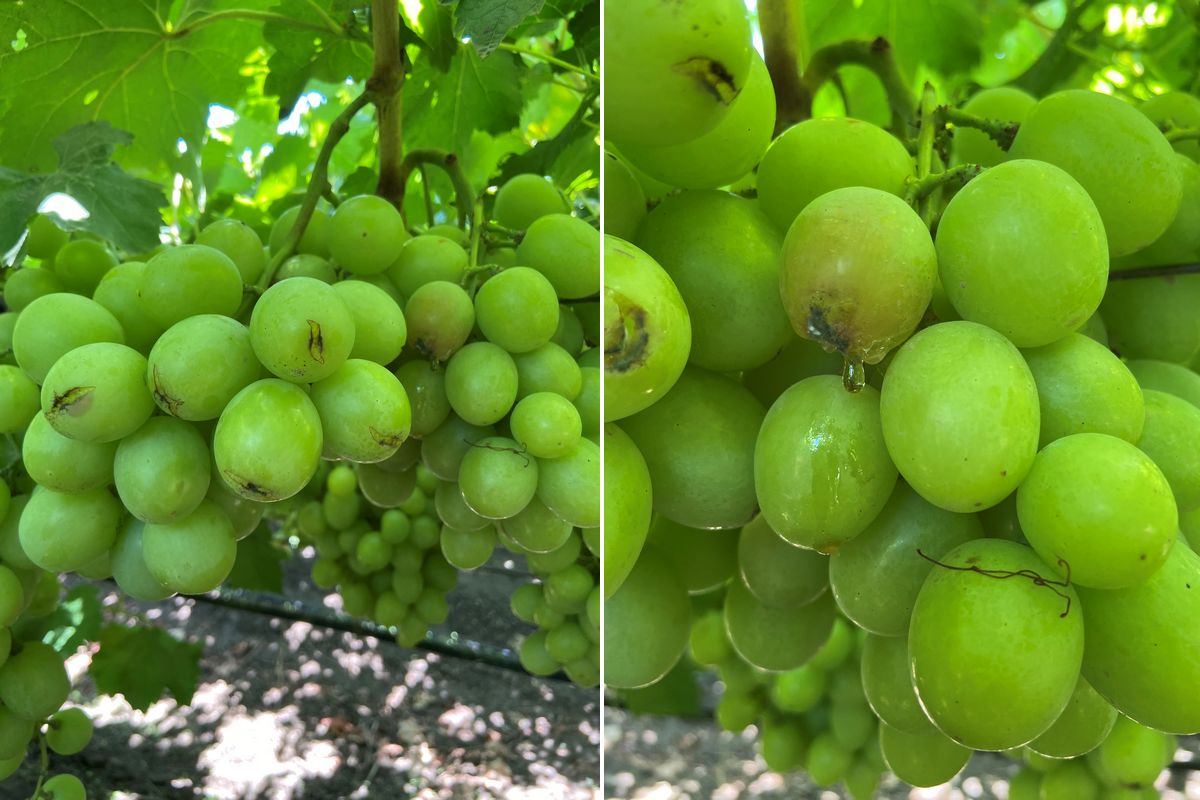 Green Seedless Grapes - Groceries By Israel