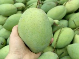 Prices of Mekong Delta's Hoa Loc mango have doubled - Vimarsana News