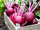 Beet pricing slightly stronger in New Jersey - Vimarsana News