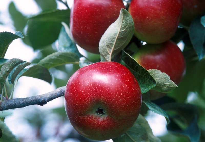Nova Scotia tree fruit growers reassured following Tropical Storm Lee - Vimarsana News
