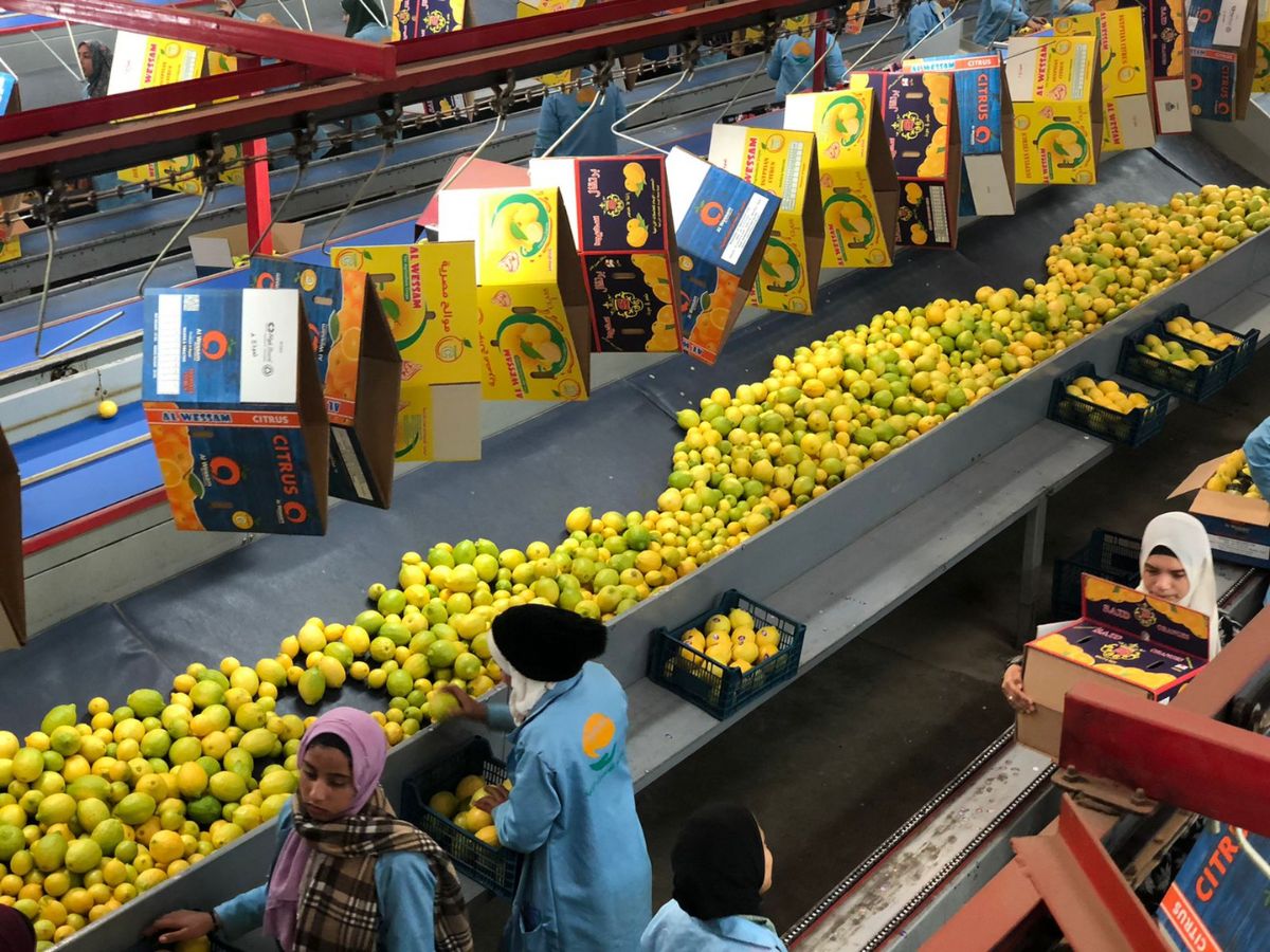 Egyptian lemons coming soon - Vimarsana News