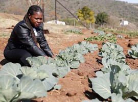 More government support is coming for South Africa's smallholder vegetable farmers - Vimarsana News