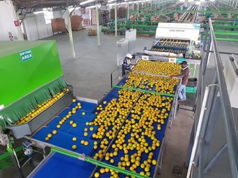 Hot EU market outweighs tariff impact on South African oranges - Vimarsana News