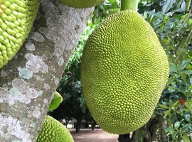 BAR introduces new jackfruit, which does not require glue for grafting - Vimarsana News